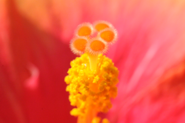 red flower