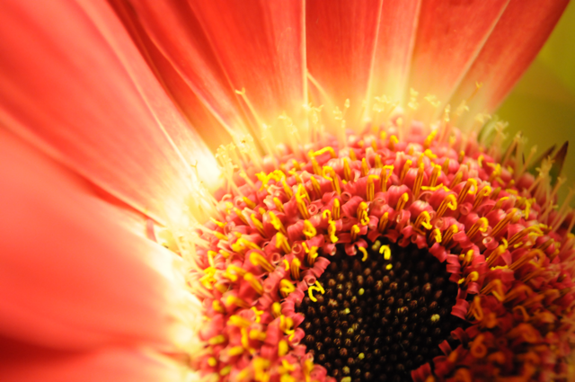 red flower